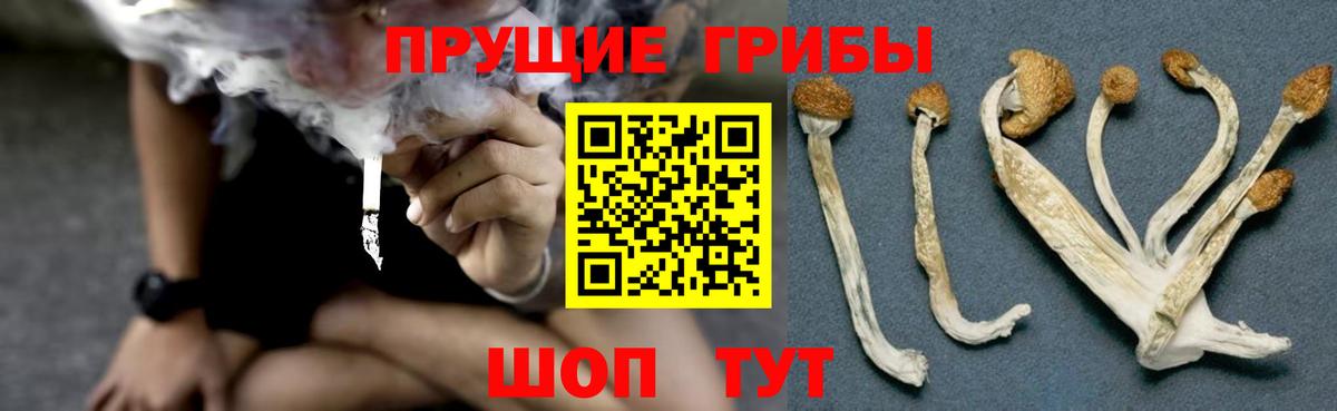 Псилоцибиновые грибы GOLDEN TEACHER  Вход с VPN  Заводоуковск 